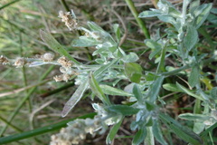 Gnaphalium polycaulon